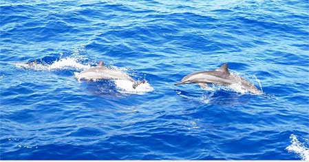Sataya Dolphins