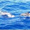 Sataya area Dolphins